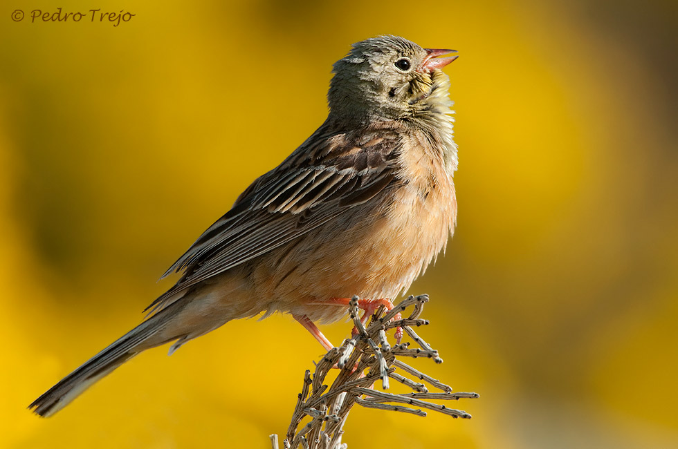 Escribano hortelano (Emberiza hortulana)